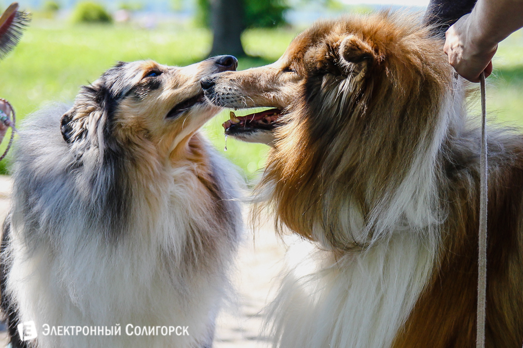 собаки разных пород Солигорск