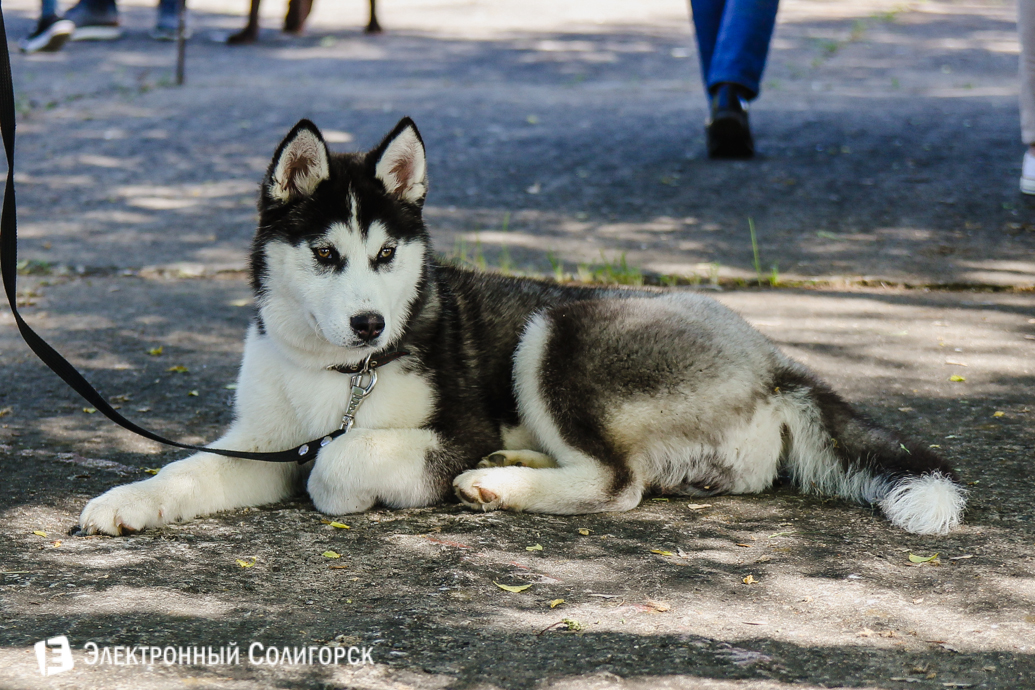 собаки Солигорск