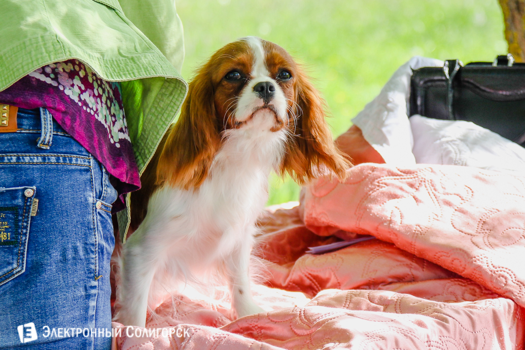 собачья выставка Солигорск