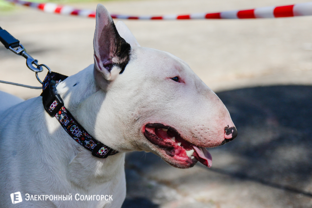 выставка собак Солигорск