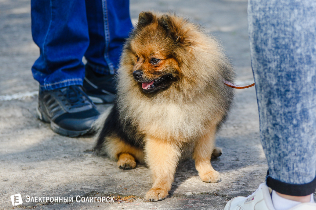 выставка собак Солигорск