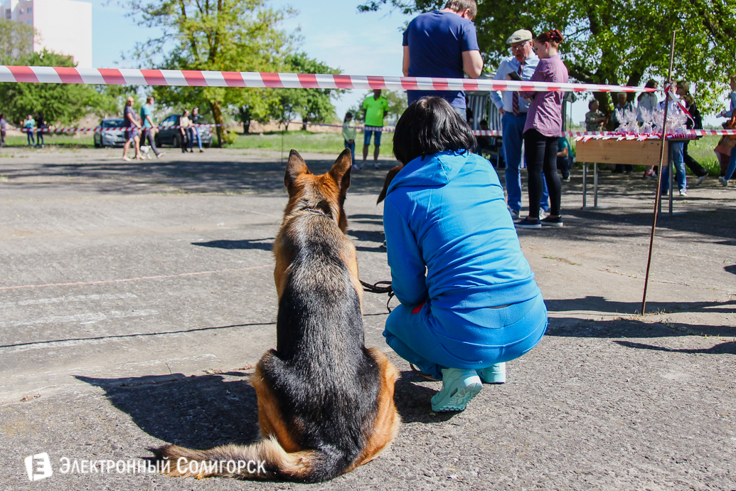 собаки Солигорск