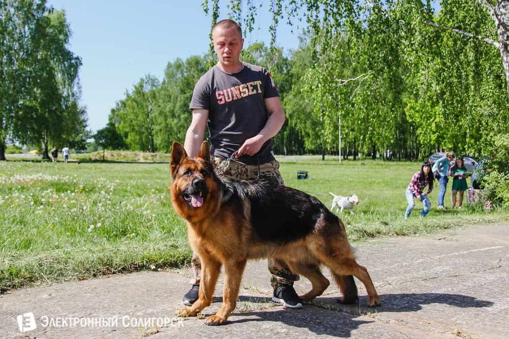 выставка собак Солигорск