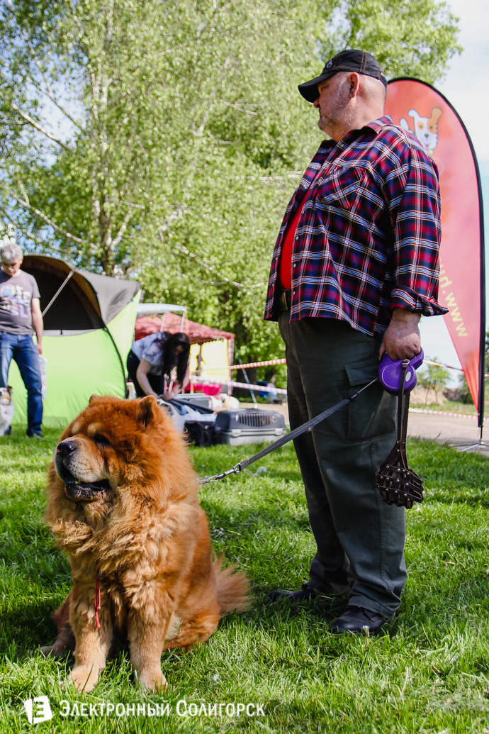 собаки Солигорск