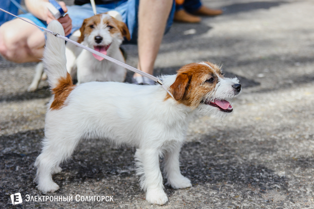 выставка собак Солигорск