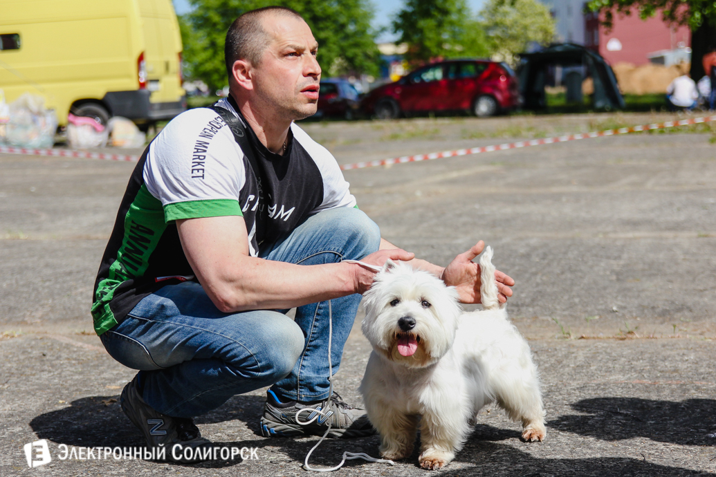 собака Солигорск