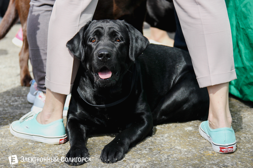 собаки Солигорск
