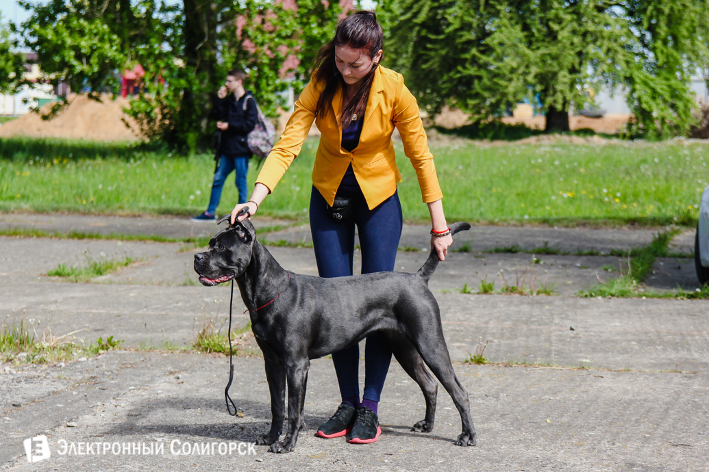 выставка животных Солигорск