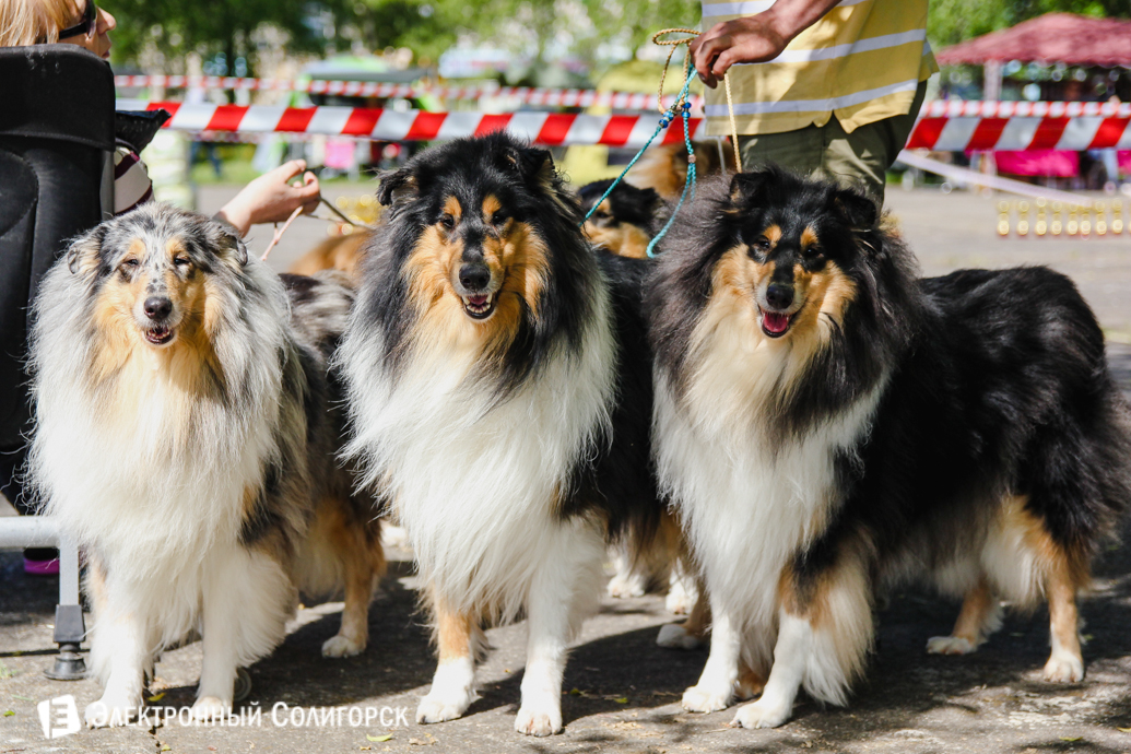 собаки колли Солигорск