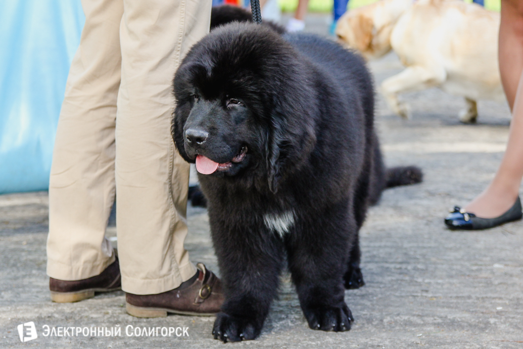красивые собаки Солигорск