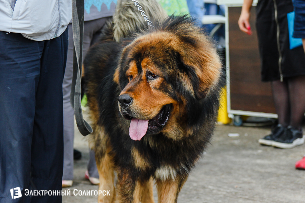 собаки Солигорск