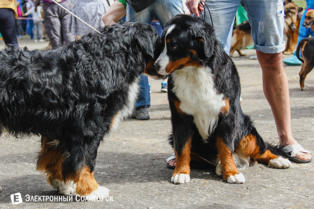 домашние питомцы Солигорск