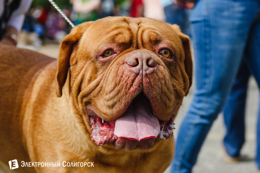 мастиф Солигорск
