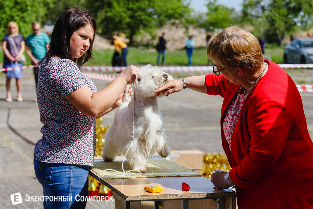 выставка собак Солигорск