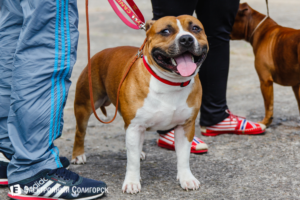собаки Солигорск