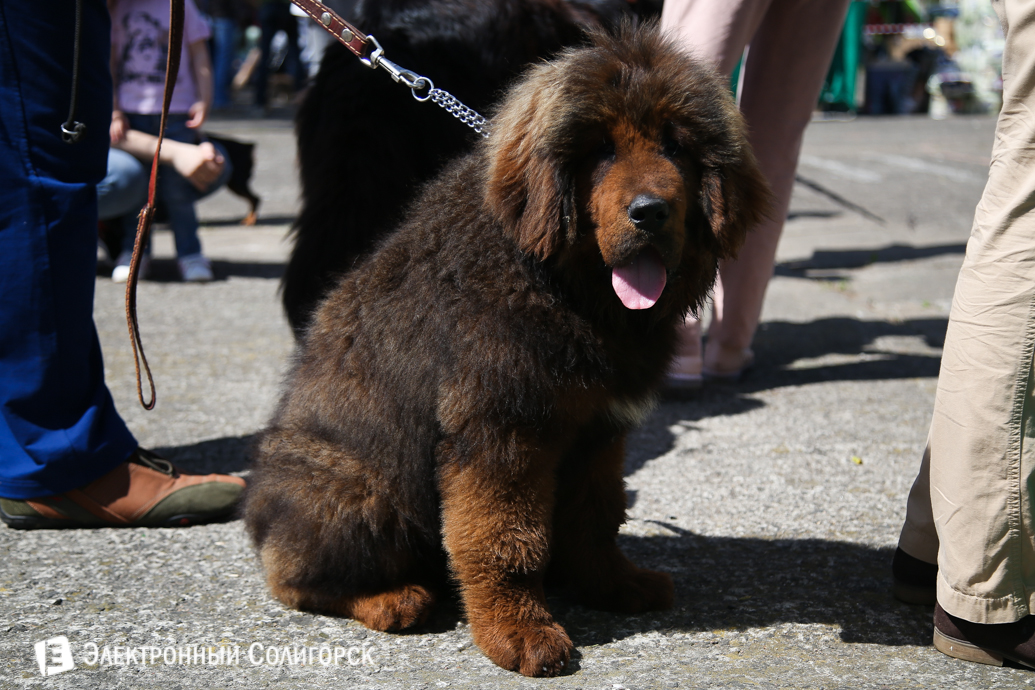 выставка собак Солигорск