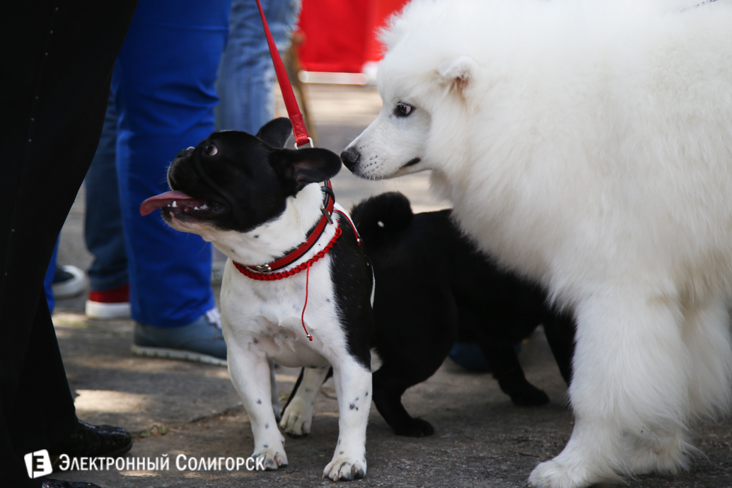 выставка собак Солигорск