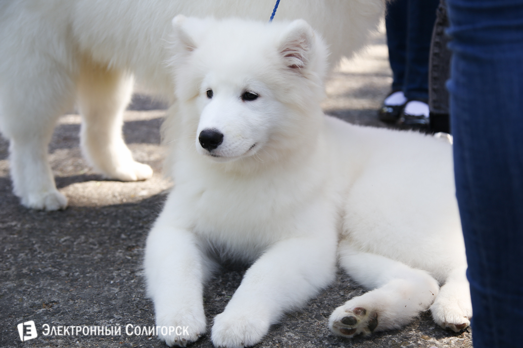 выставка собак Солигорск