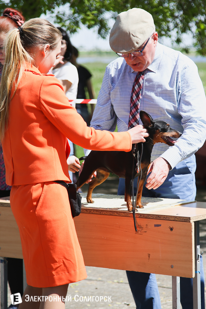 выставка собак Солигорск