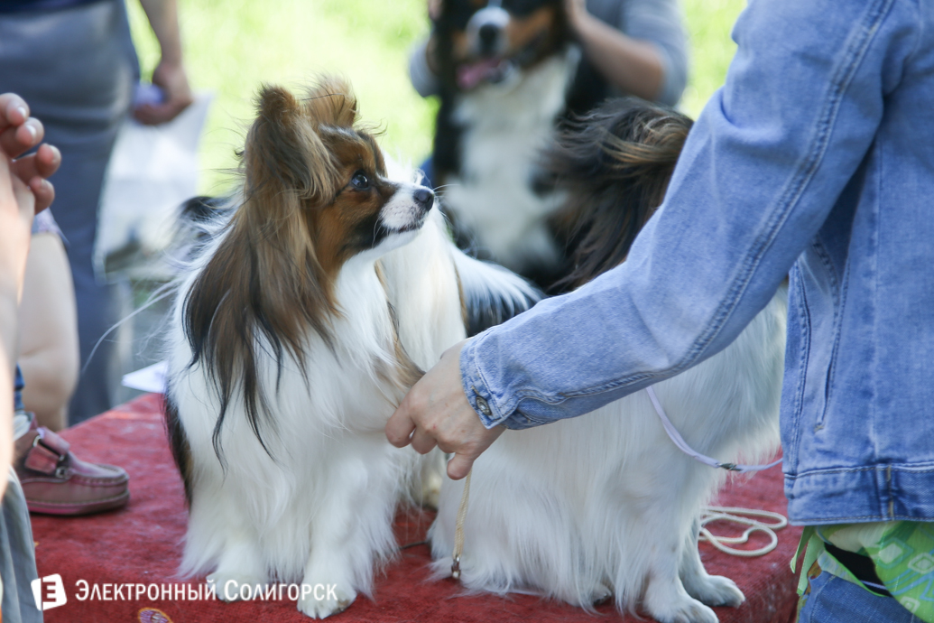 выставка собак Солигорск
