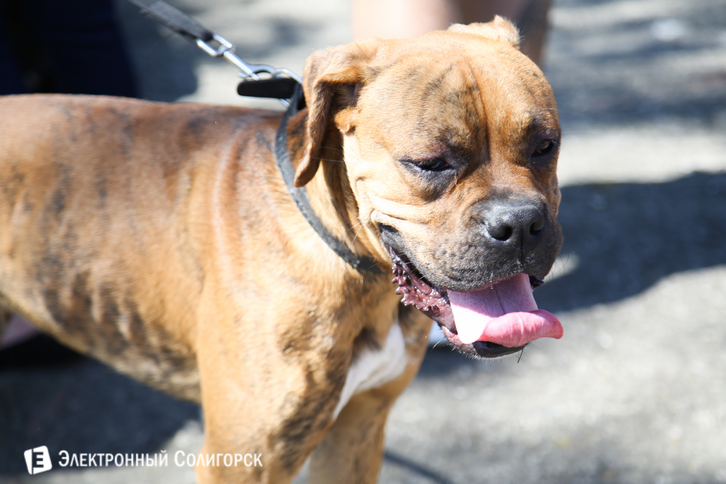 выставка собак Солигорск