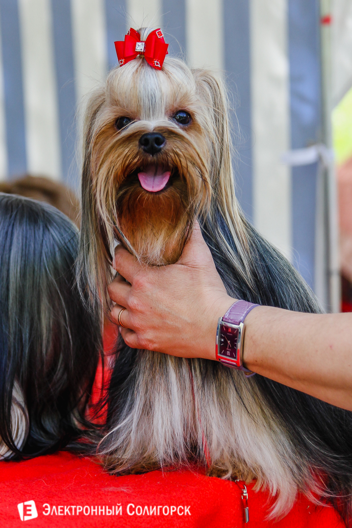 йорк Солигорск