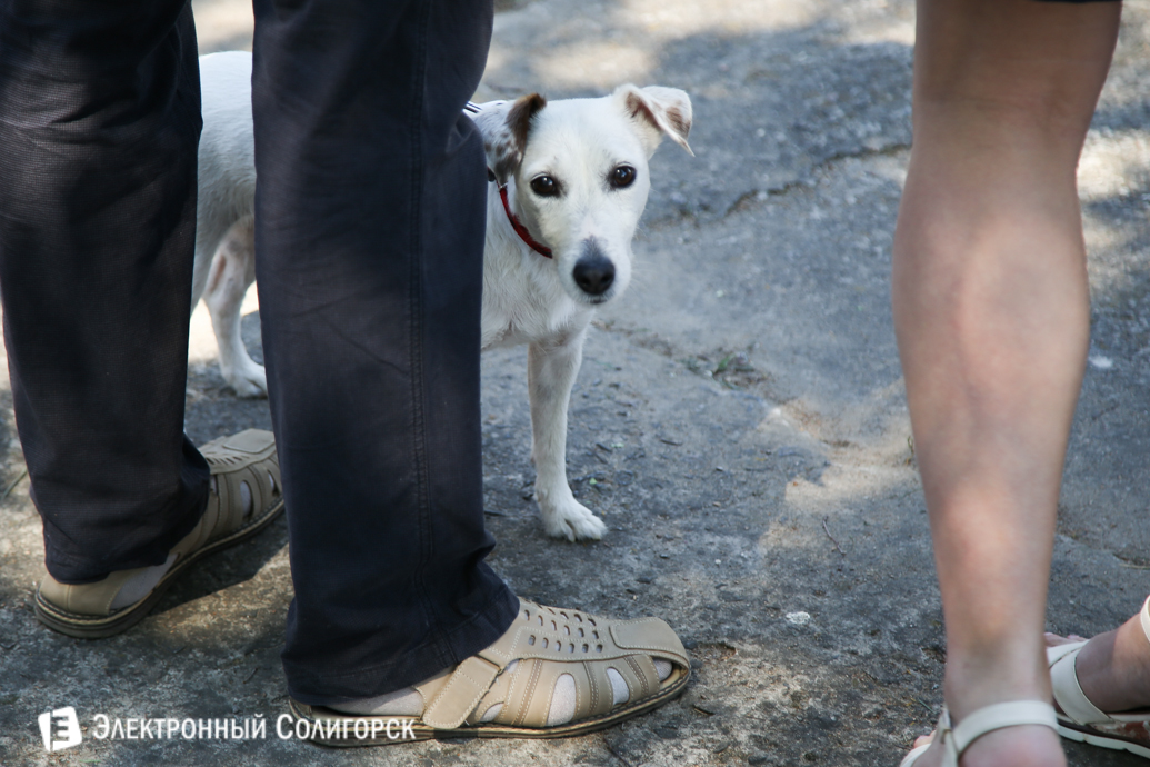 выставка собак Солигорск