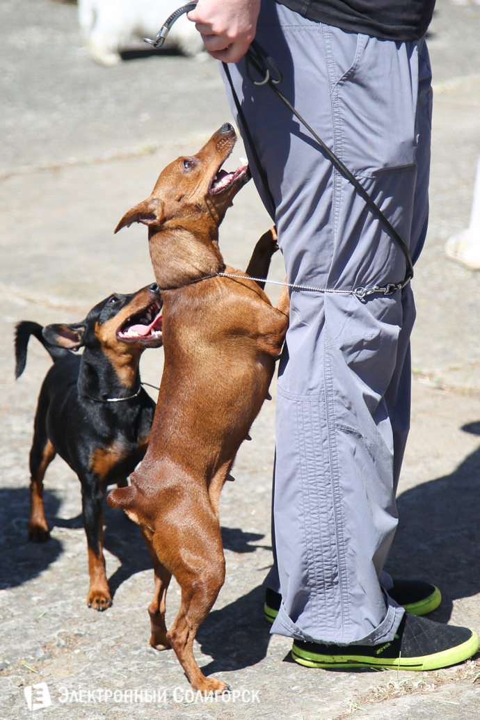 выставка собак Солигорск