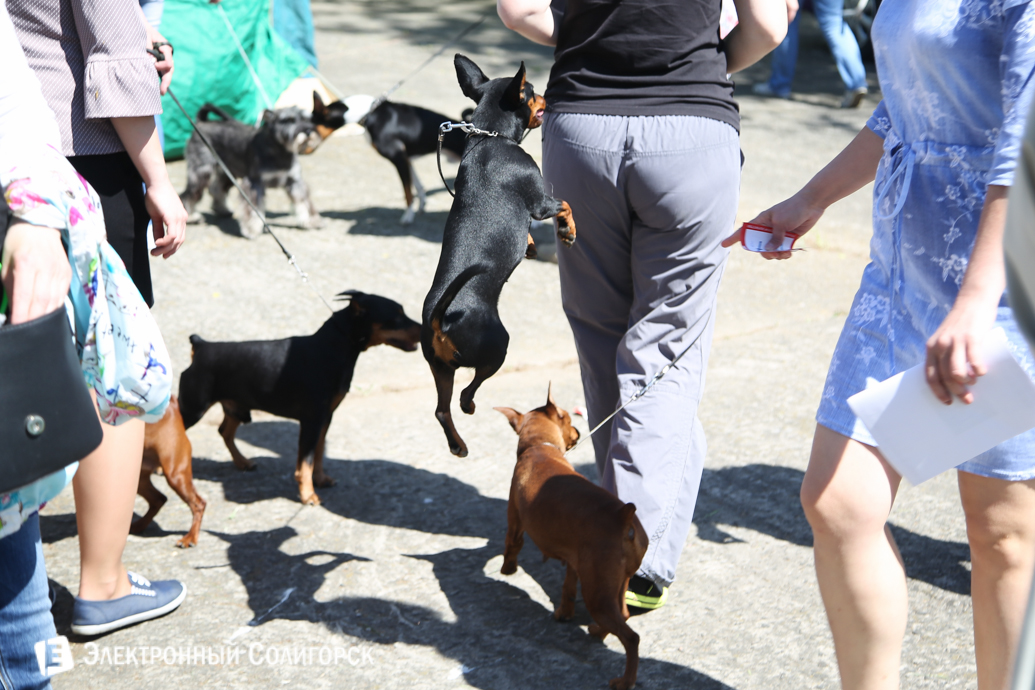 выставка собак Солигорск