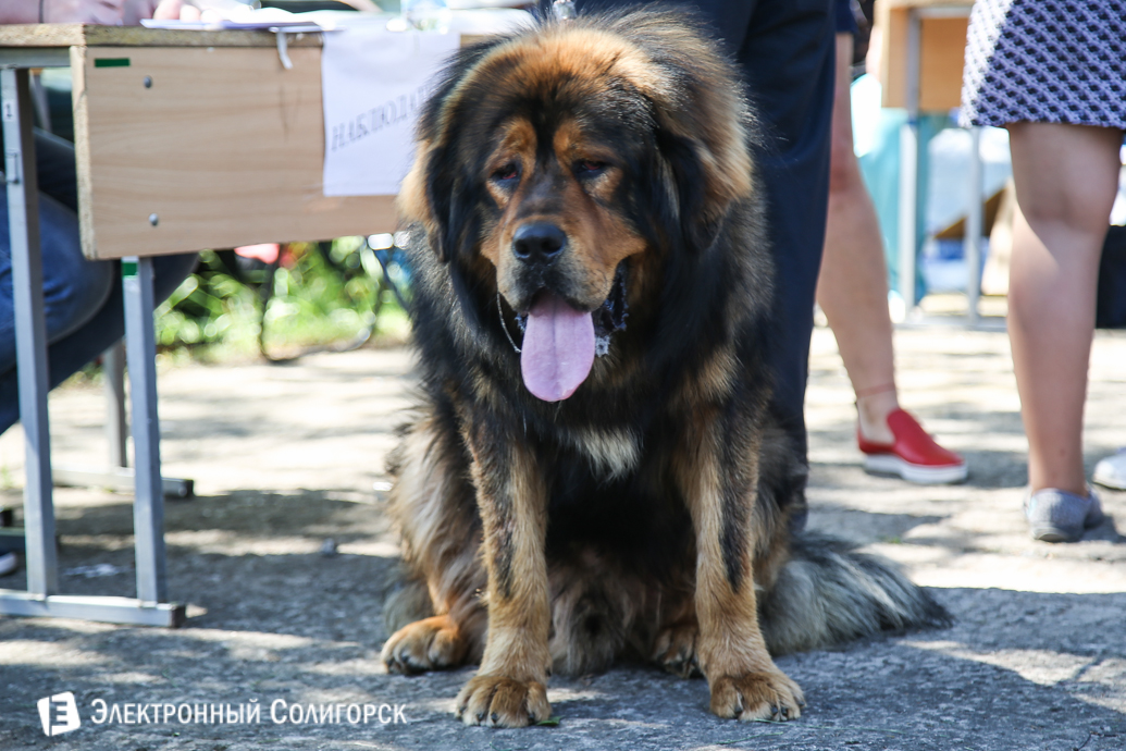 выставка собак Солигорск