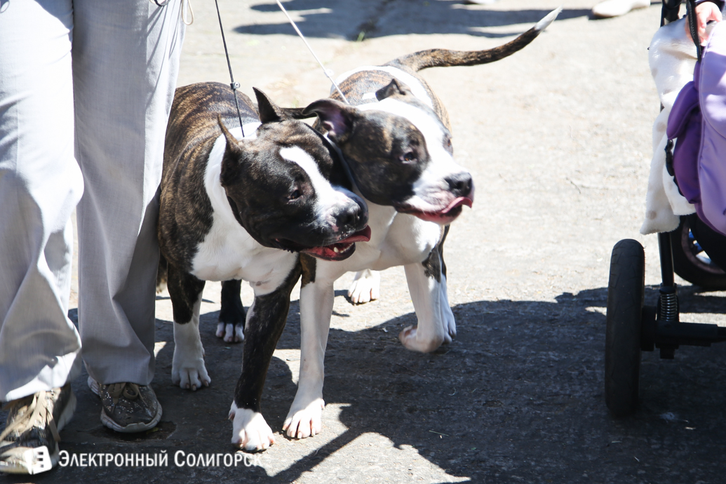 выставка собак Солигорск