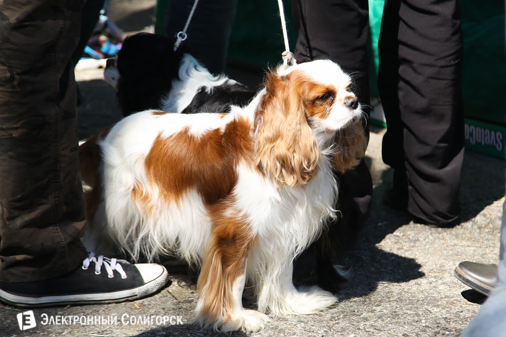 выставка собак Солигорск