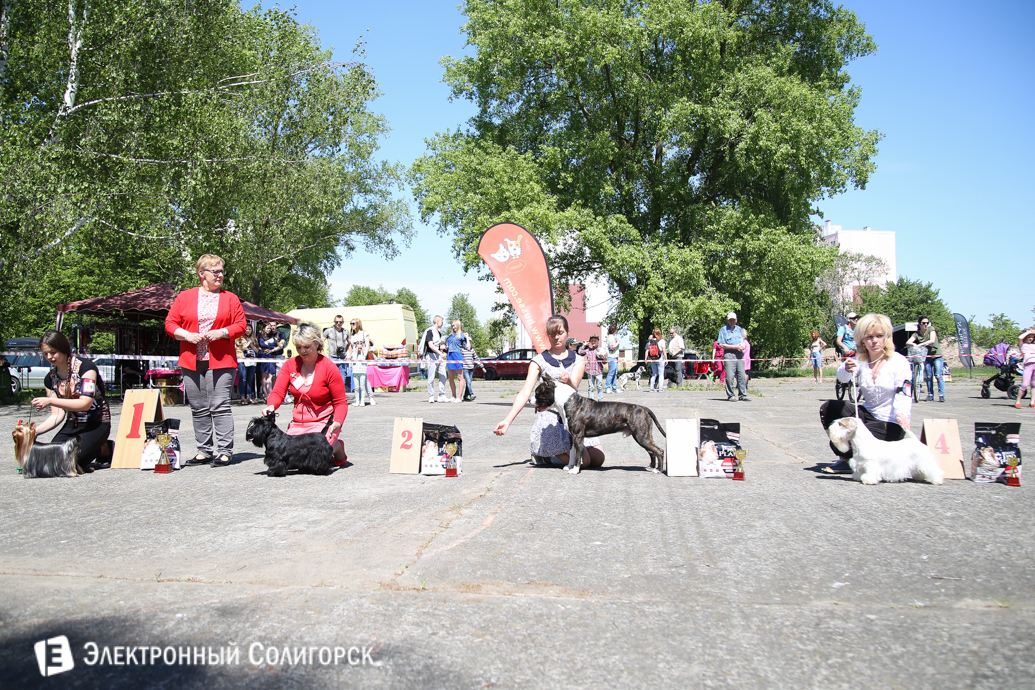 выставка собак Солигорск