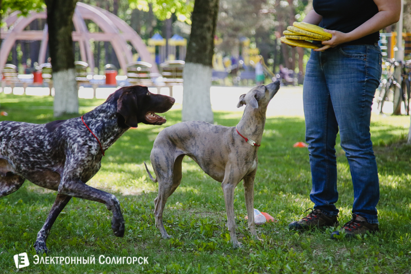 собаки фрисби Солигорск