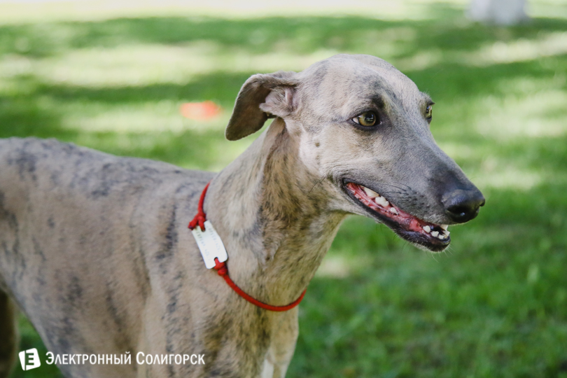 собаки фрисби Солигорск