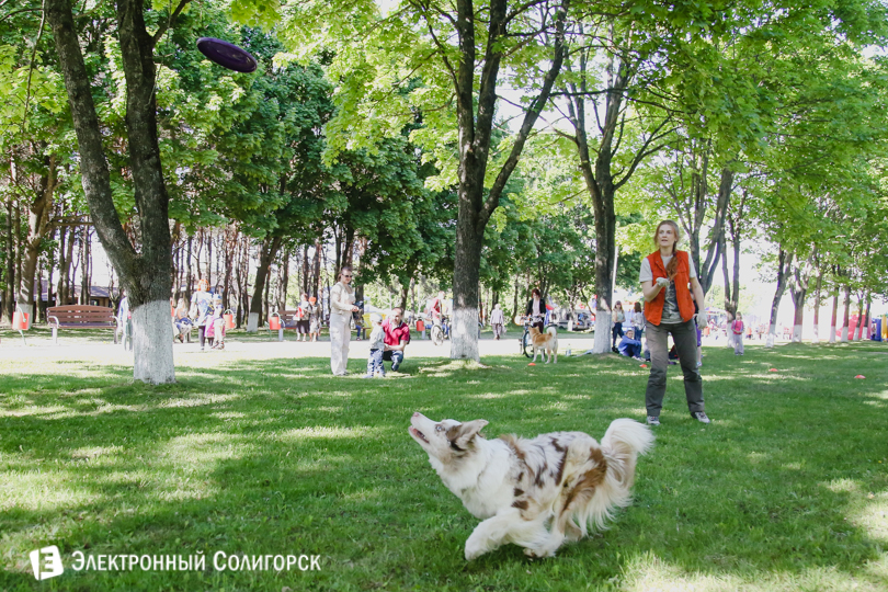 собаки фрисби Солигорск