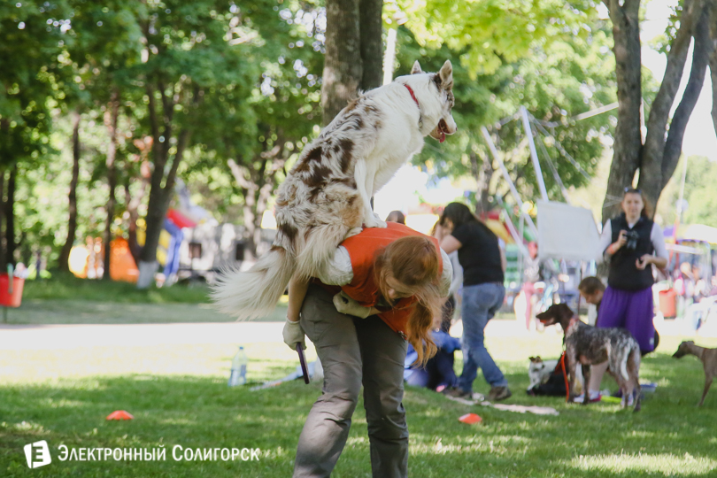 собаки фрисби Солигорск