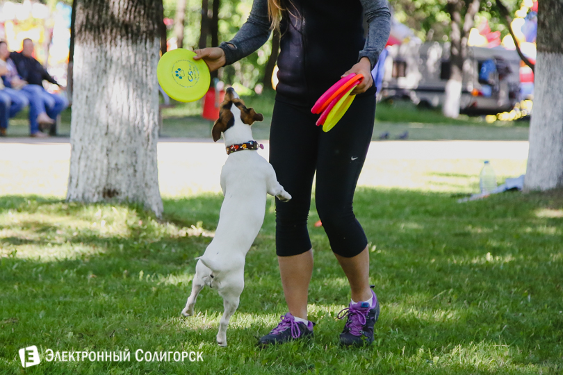 собаки фрисби Солигорск