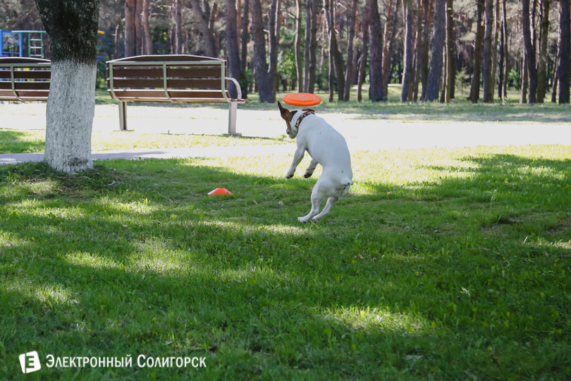 дог-фрисби Солигорск