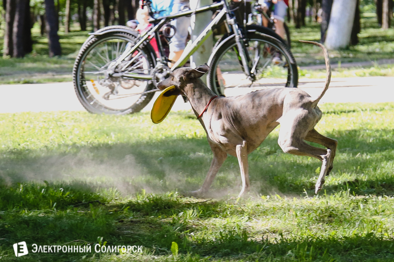 собаки фрисби Солигорск
