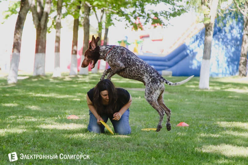 собаки фрисби Солигорск