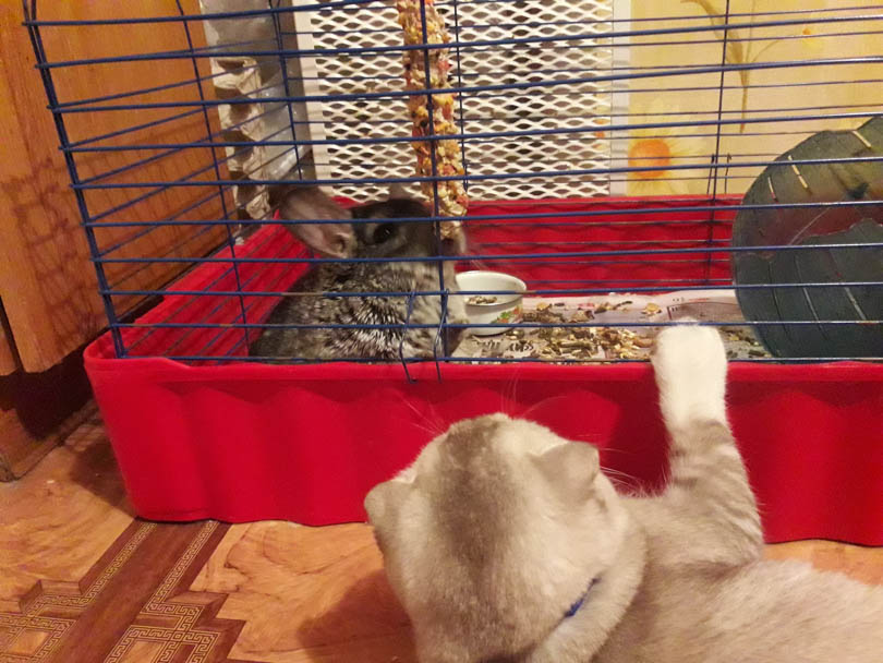 домашние животные Солигорск