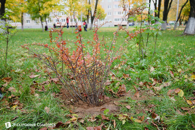 Солигорск субботник сквер