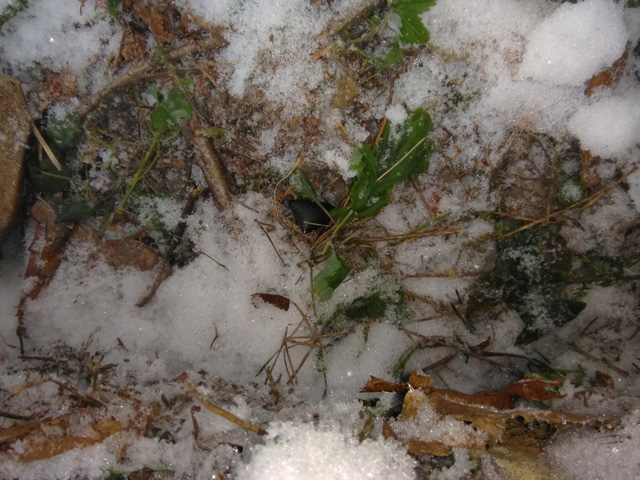 тайники психотропы