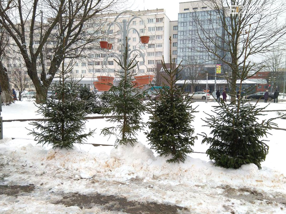 елочный базар солигорск