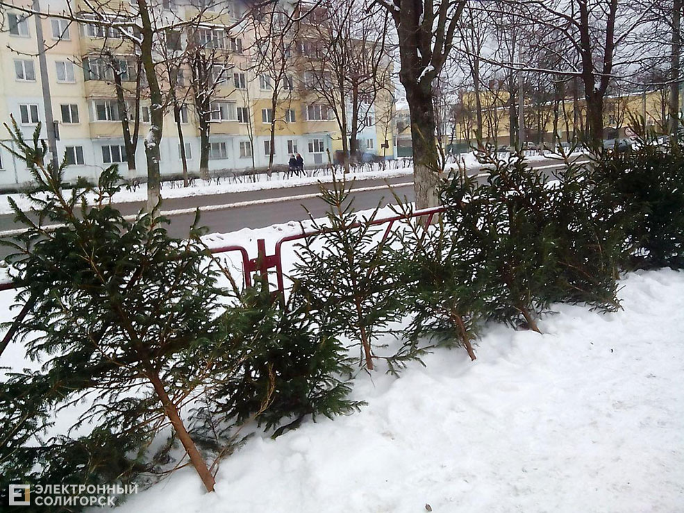 елочный базар солигорск