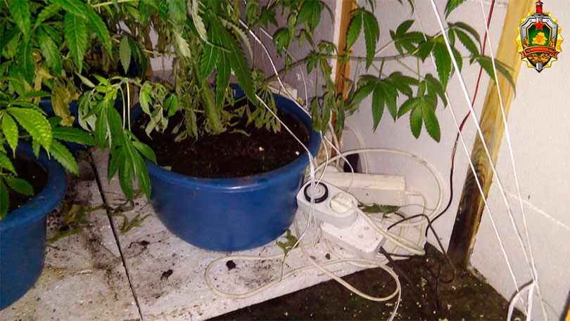 марихуана, солигорск