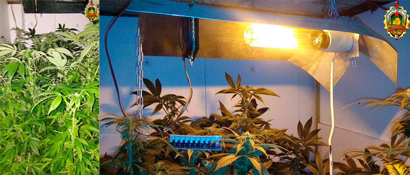 марихуана, солигорск