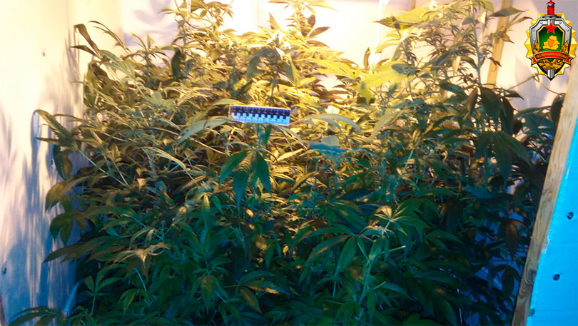 марихуана, солигорск