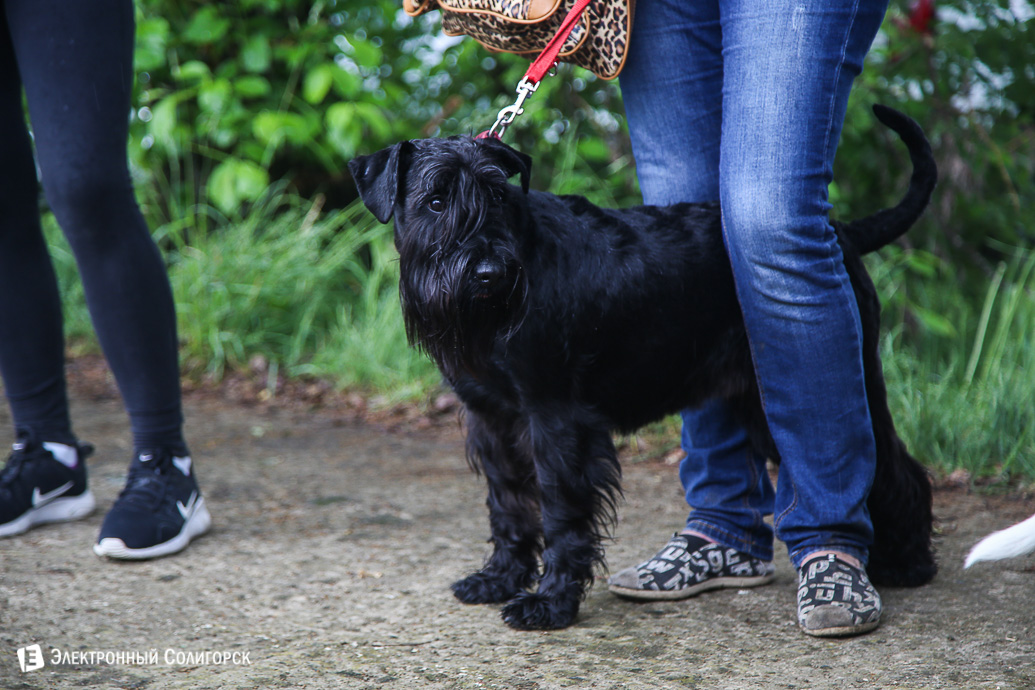 выставка собак Солигорск